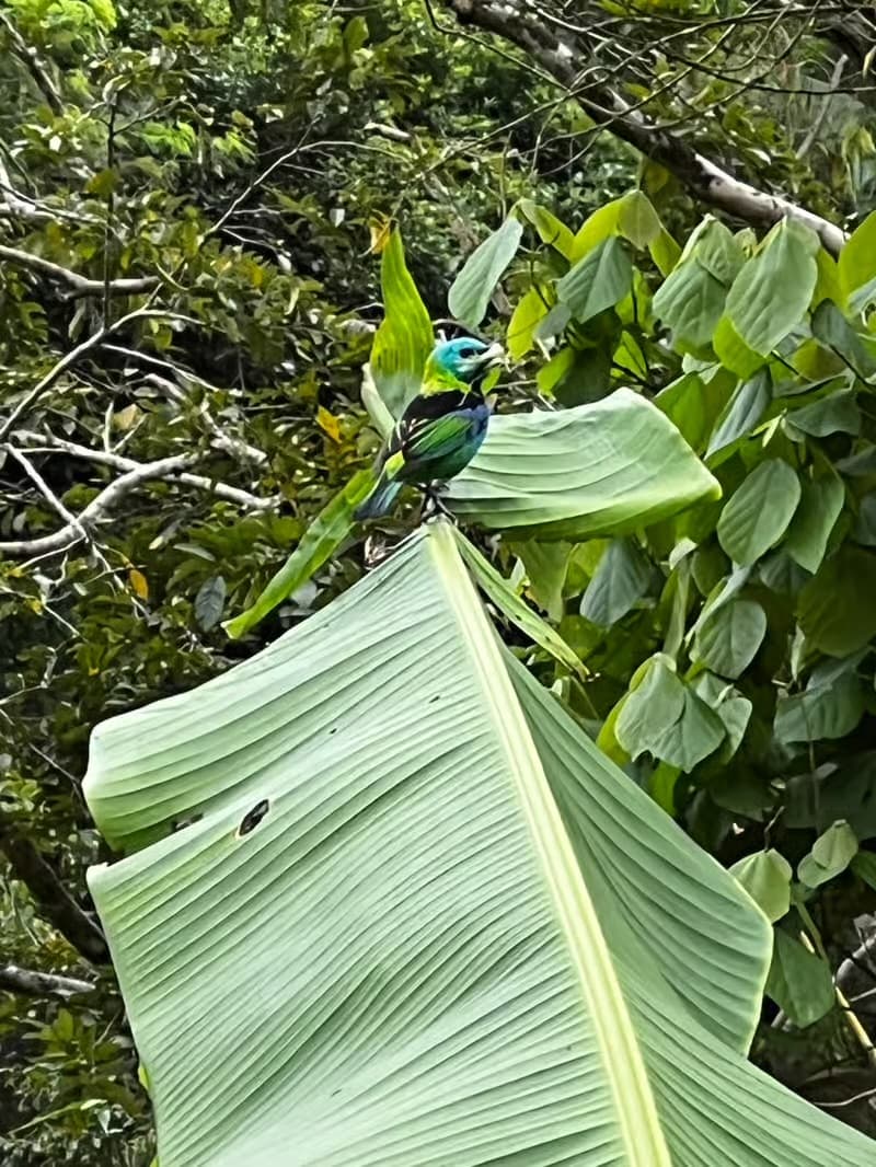 Mata Atlântica em Paraty: Jeep, Cachoeiras e Cultura 3