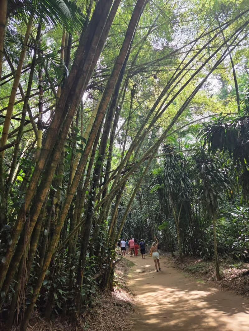 Mata Atlântica em Paraty: Jeep, Cachoeiras e Cultura 6