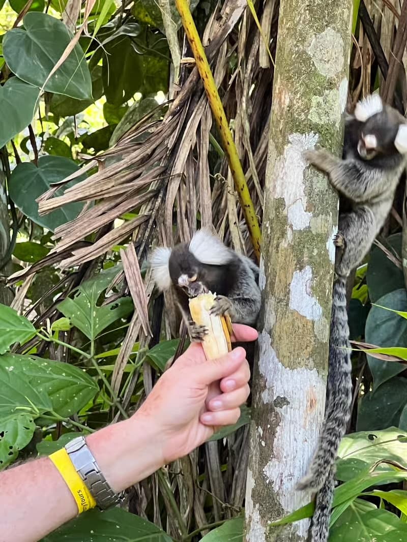 Mata Atlântica em Paraty: Jeep, Cachoeiras e Cultura 8